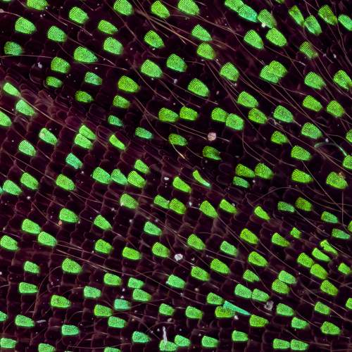 Butterfly wing scales