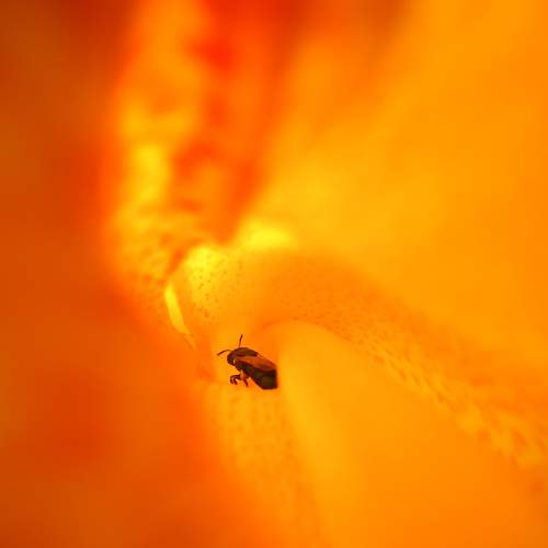 Bee inside the flower