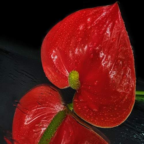 Photo #5686247