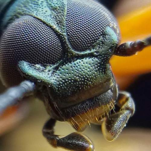 tigerbeetle eye
