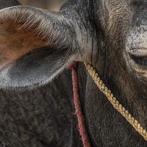 Cow Eye