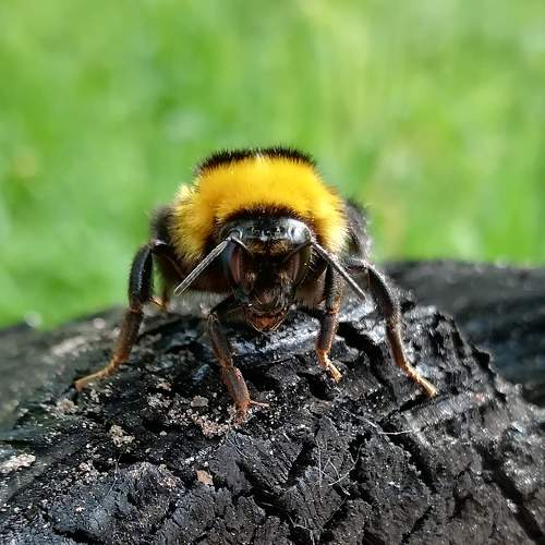 Photo #5691121