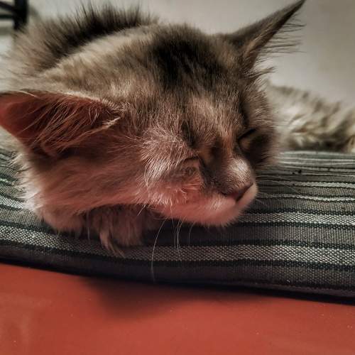 Photo #5691270