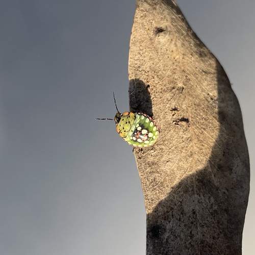 Bug life