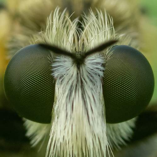 Robberfly Compound Eyes !!