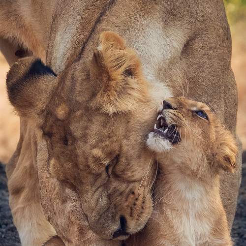 Mother's Love !!