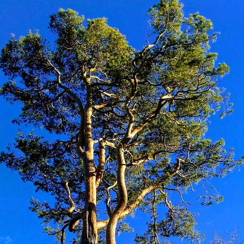 Green in the blue sky