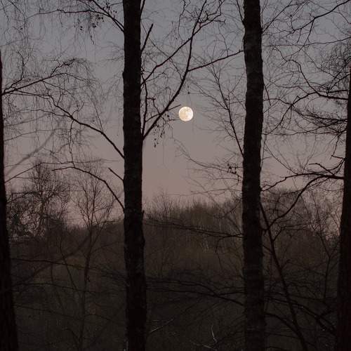 among the winter trees