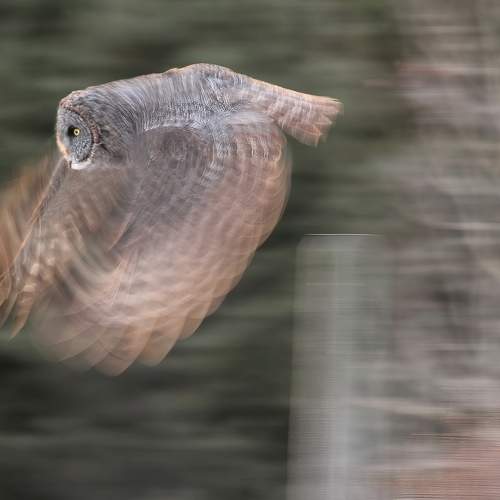 Hunting