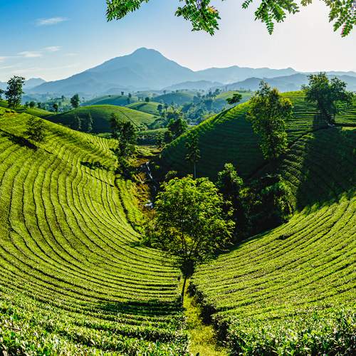 Tea Hills Farm