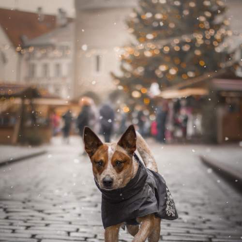 Ivy in Christmas wonderland