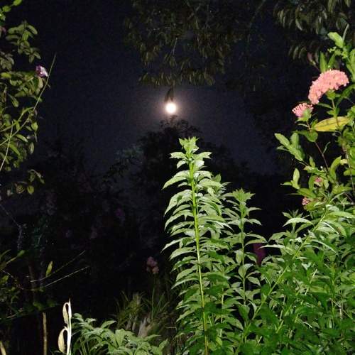 The Night of Decree