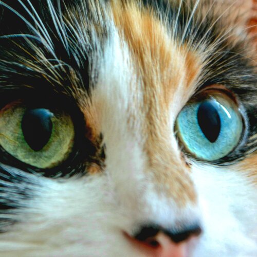 Photo #5699760