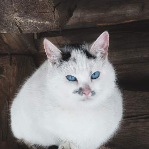Photo #5699990