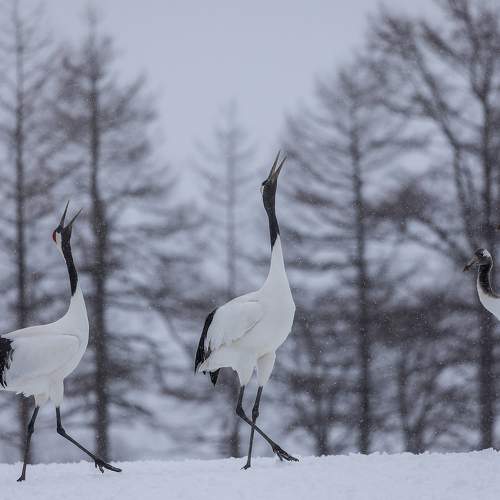 Crane Dance
