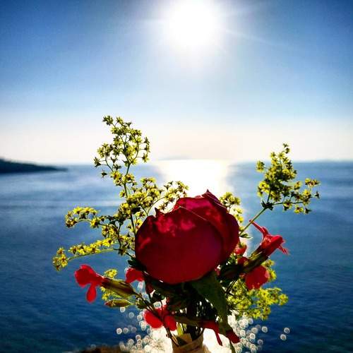 The Rose in front of the Sea