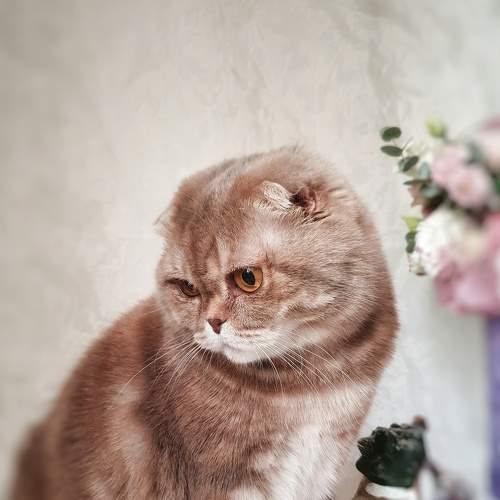 Кошка Шейли