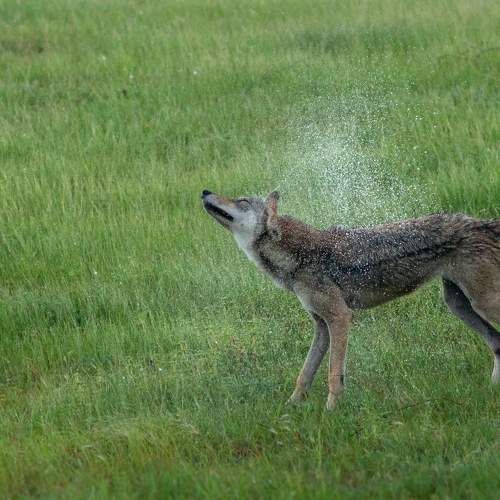 Shake it off