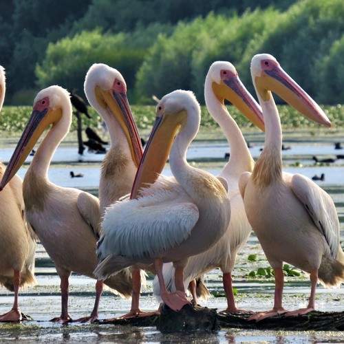 Danube's  delta pelicans !