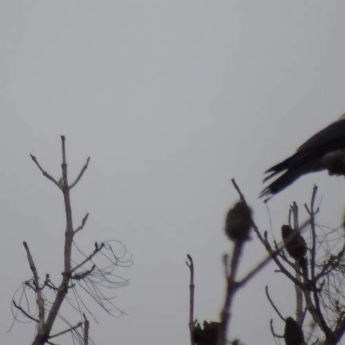 Hooded crow