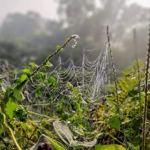 Spider Web
