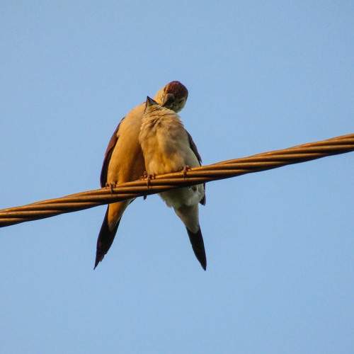 Love birds