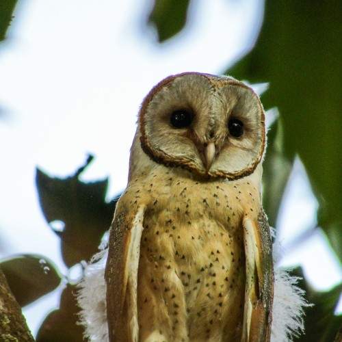 Once upon a time a owl set in a mango tree