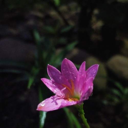 Lily