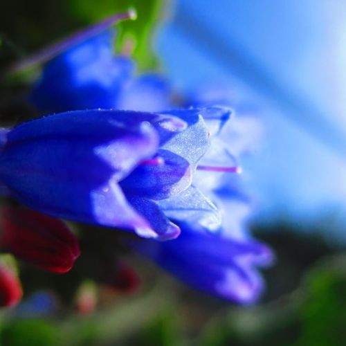 Macro