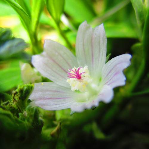 Macro