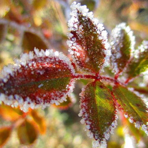 Macro