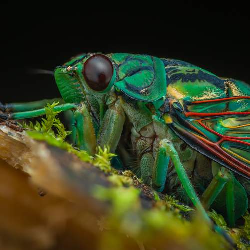 Cicada