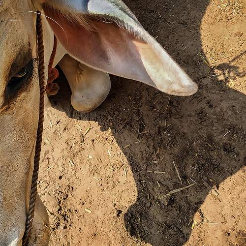 Cow Head