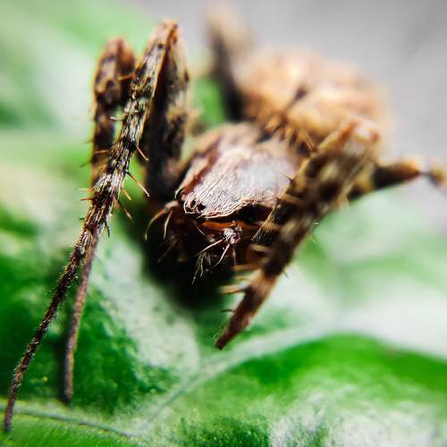 Macro spider