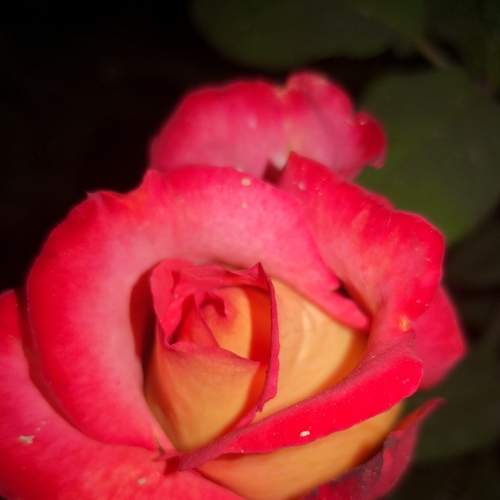 Photo #5730129