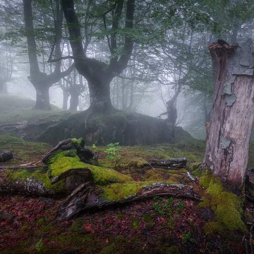 The magic of the forest