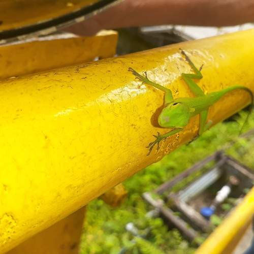Pequeño lagarto
