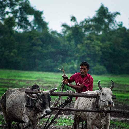 Farmer