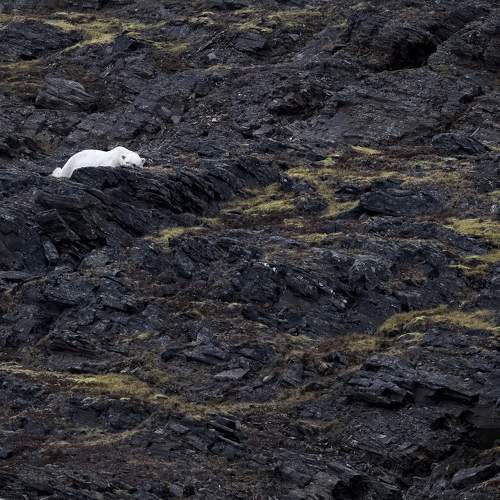 Polar Bears summer life