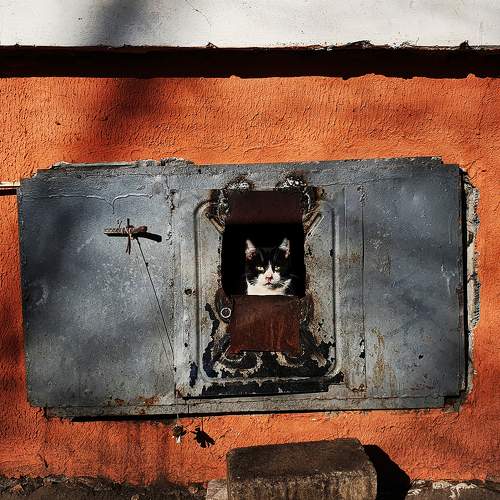 Bunker cat