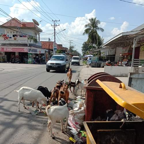 City Goats