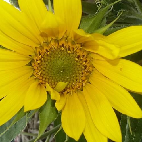 Blooming Happiness
