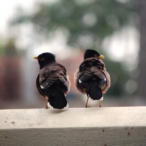 ID: Mr and Mrs Common myna