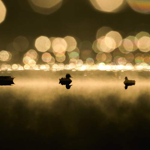 Bokeh festival