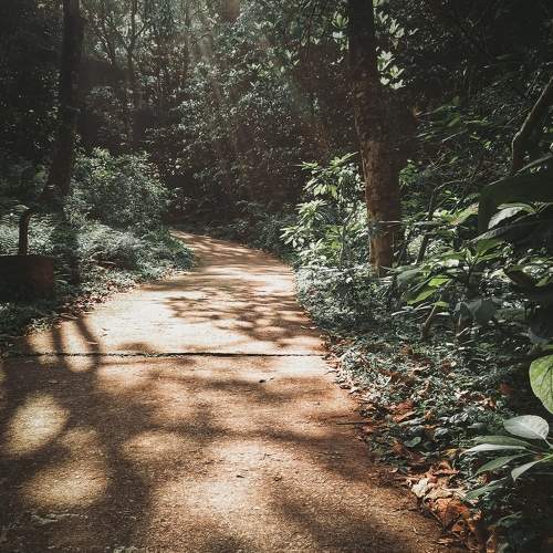 Lost in the Woods