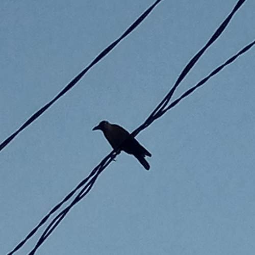 Crow world-Power on my feet