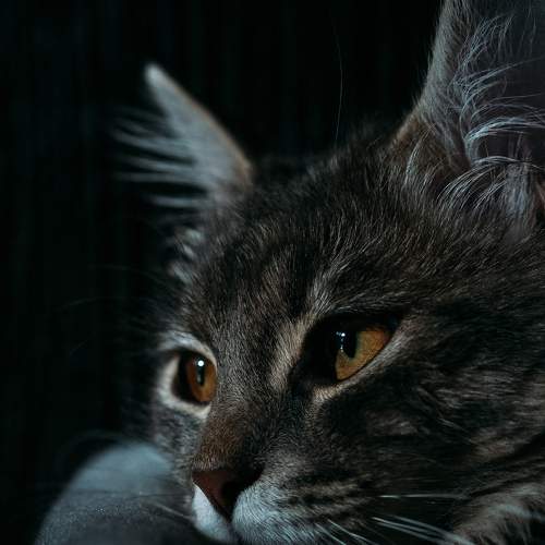 Photo #5746589