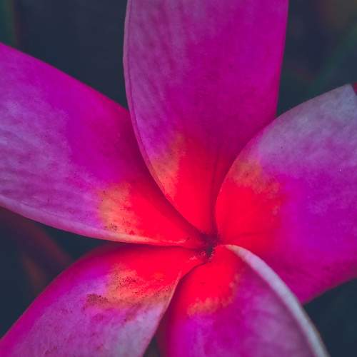 MY LOVE FOR FLOWER AND ITS BEAUTY