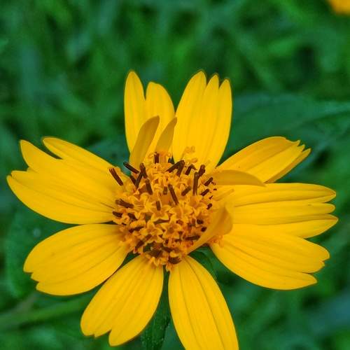 ELEGANT SUNFLOWER