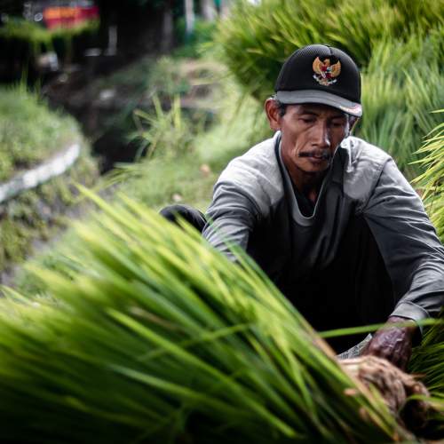 Farmer